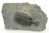 Short Trident Walliserops Trilobite - Timrzit, Morocco #273888-3